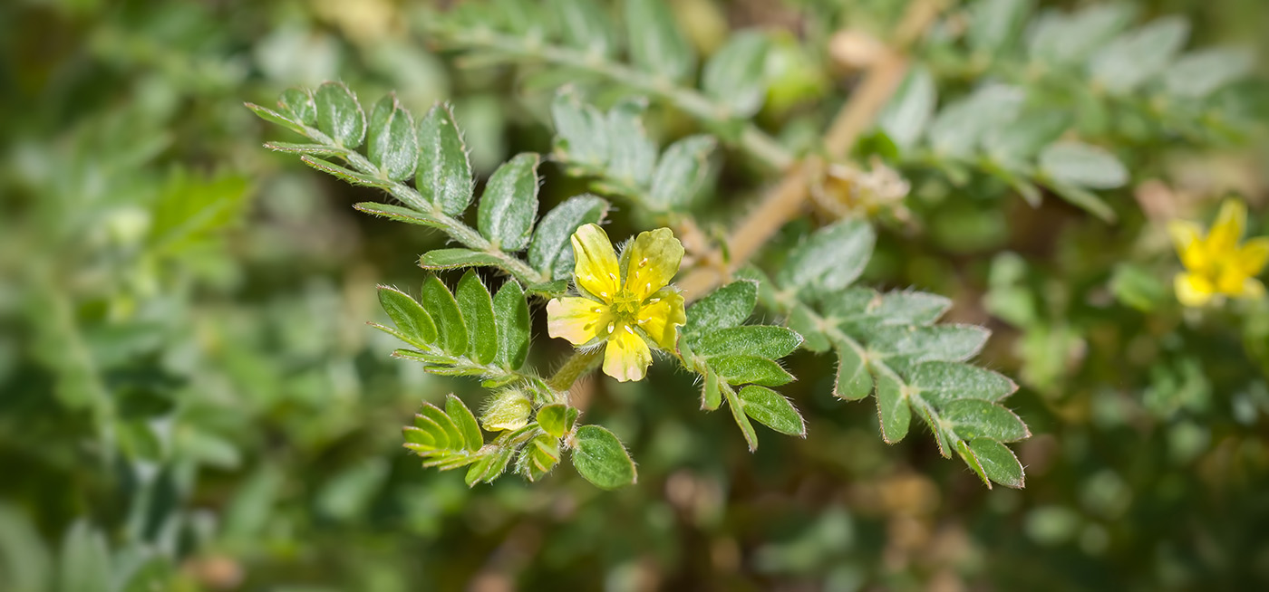Tribulus terrestris